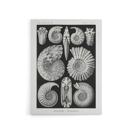 Ammonite Fossil Cephalopods Haeckel Botanical Canvas Wall Art