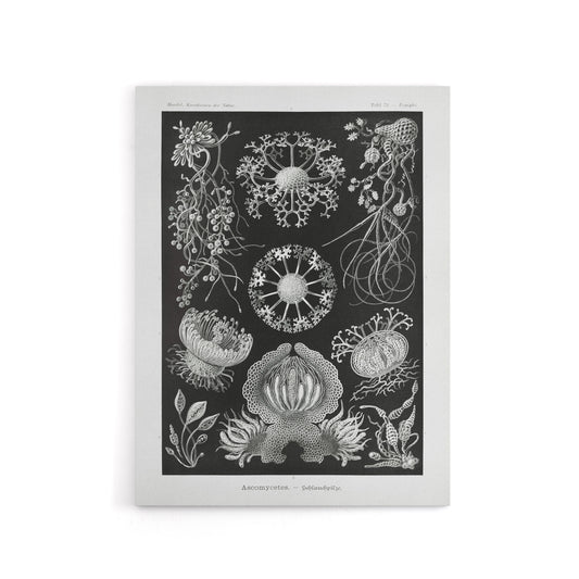 Ascomycetes Fungi Species Vintage Haeckel Canvas Wall Art