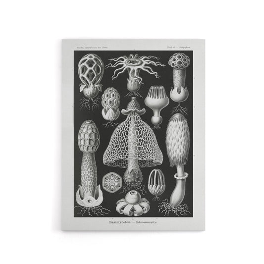 Basidiomycetes Fungi Species Vintage Haeckel Canvas Wall Art