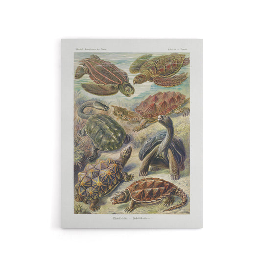 Chelonia Turtles Vintage Haeckel Botanical Canvas Wall Art