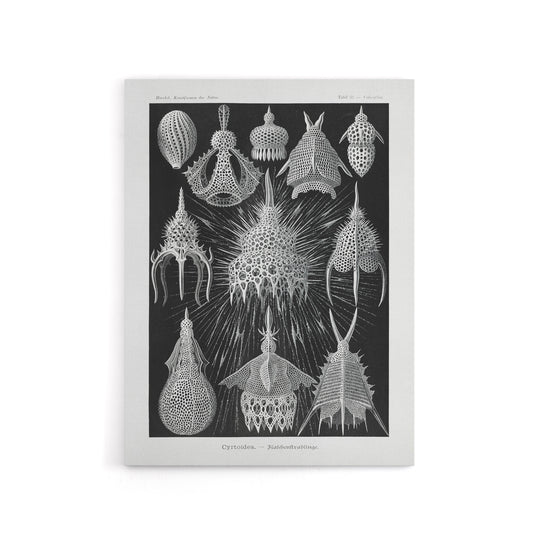 Marine Microorganisms Haeckel Botanical Canvas Wall Art