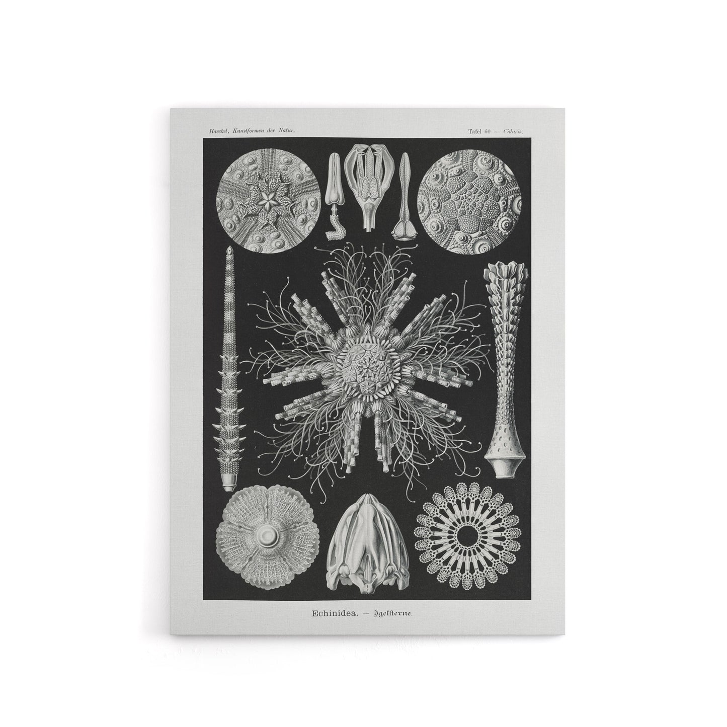 Sea Urchin Ocean Beach Haeckel Botanical Canvas Wall Art