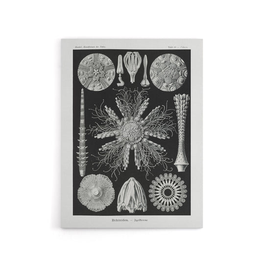 Sea Urchin Ocean Beach Haeckel Botanical Canvas Wall Art
