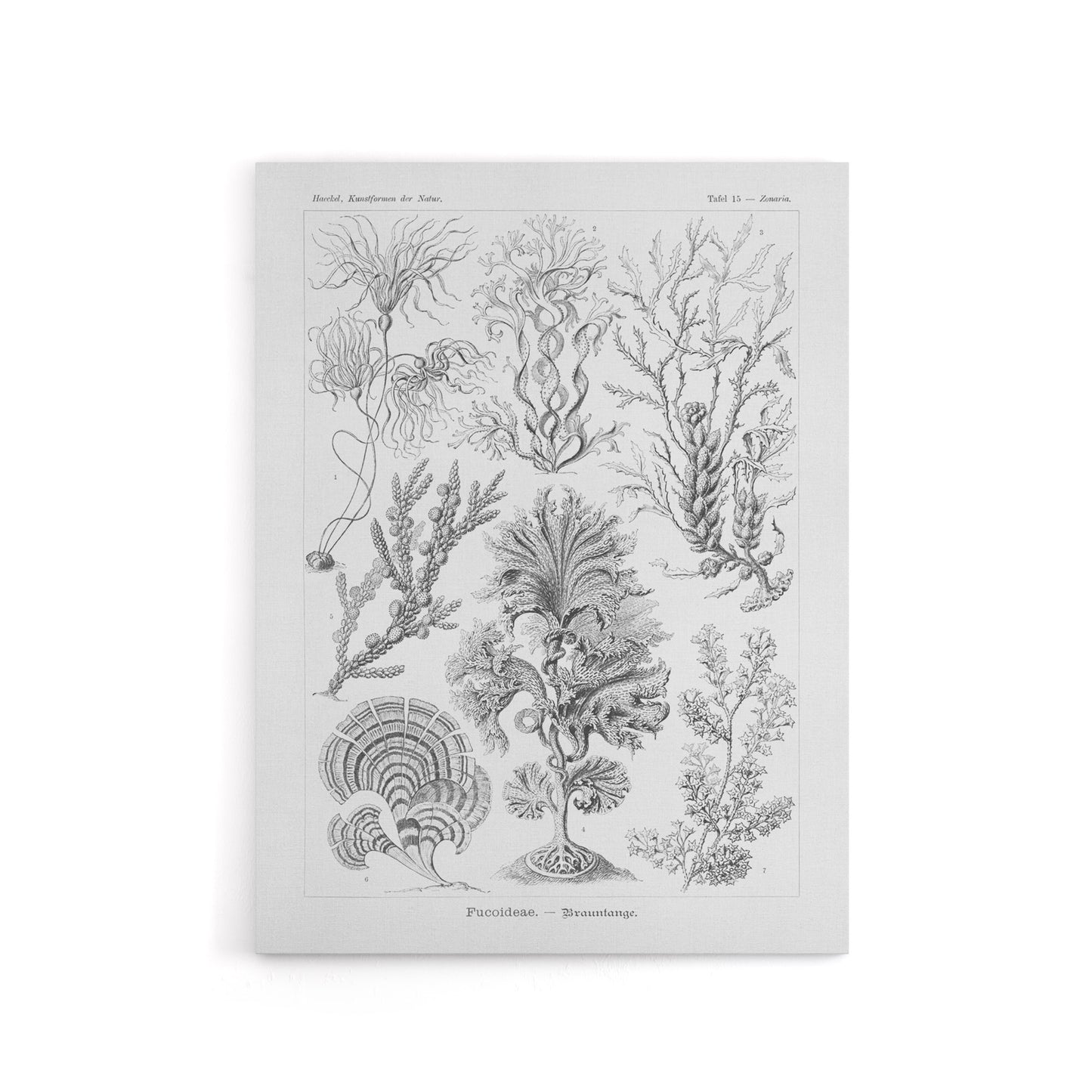 Algae Seaweed Species Haeckel Botanical Canvas Wall Art