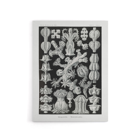 Gorgonia Vintage Coral Haeckel Botanical Canvas Wall Art