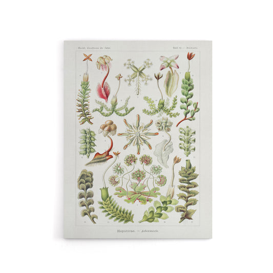 Hepatica Plant Vintage Floral Haeckel Botanical Canvas Wall Art