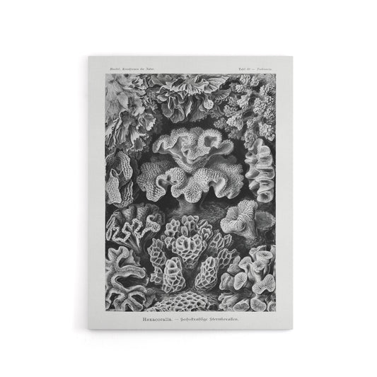Hexacorallia Vintage Coral Haeckel Botanical Canvas Wall Art