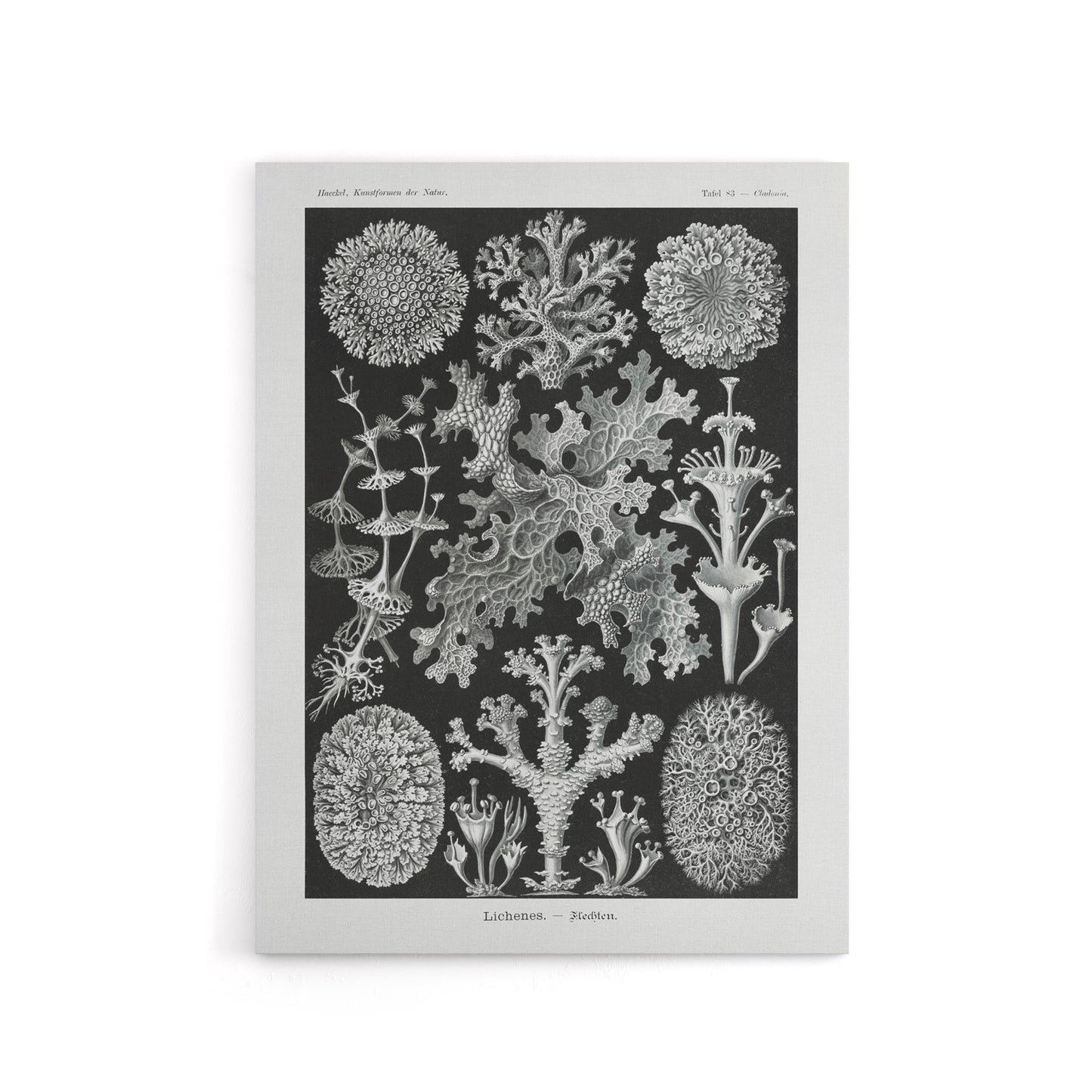 Lichen Species Vintage Haeckel Botanical Canvas Wall Art
