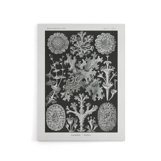 Lichen Species Vintage Haeckel Botanical Canvas Wall Art