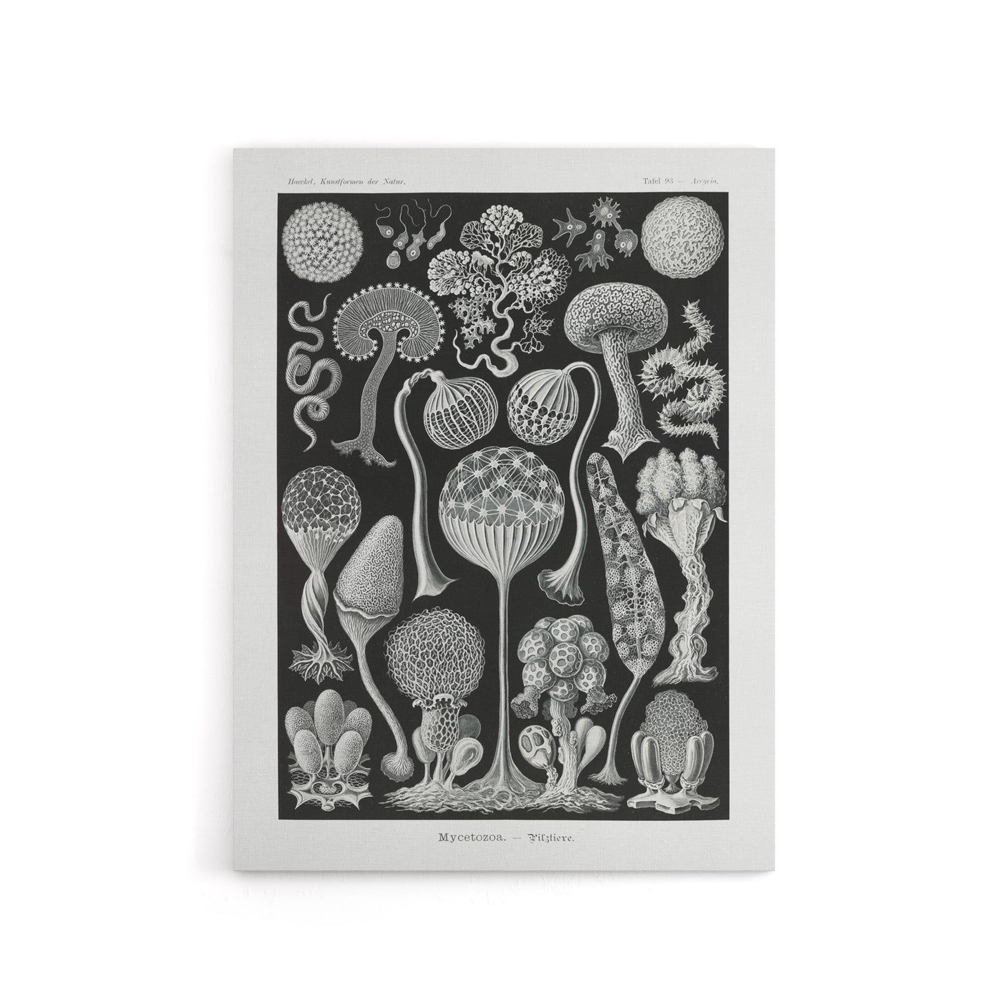 Intricate Slime Molds Haeckel Botanical Canvas Wall Art
