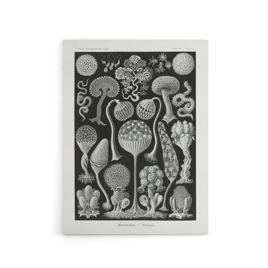Intricate Slime Molds Haeckel Botanical Canvas Wall Art