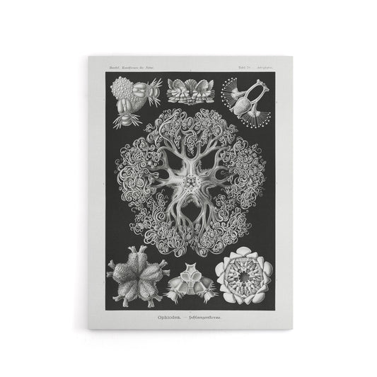 Ophiodea Brittle Stars Haeckel Botanical Canvas Wall Art