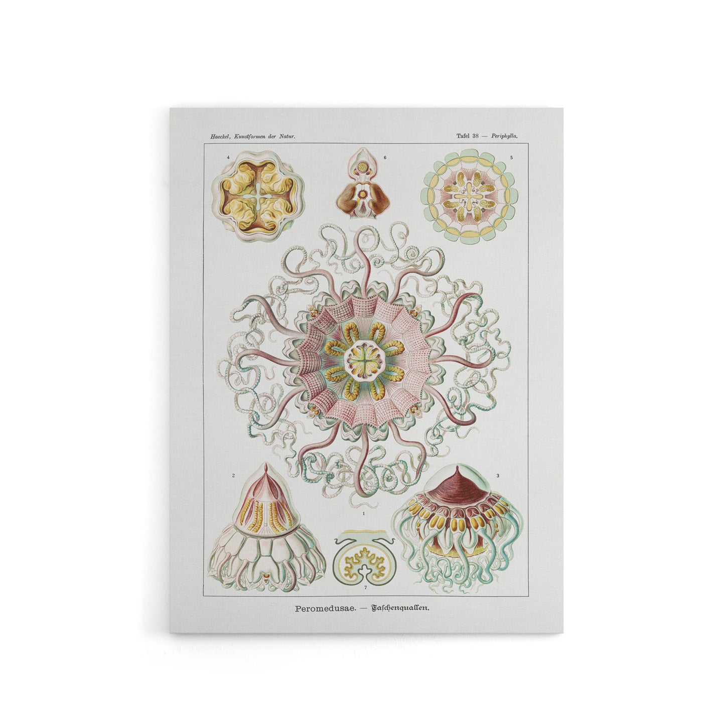 Vintage Jellyfish Ocean Marine Haeckel Botanical Canvas Wall Art