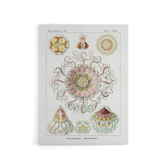 Vintage Jellyfish Ocean Marine Haeckel Botanical Canvas Wall Art
