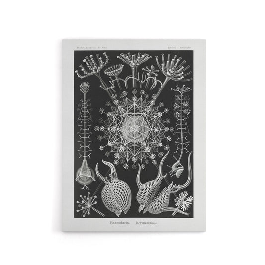 Phaeodaria Marine Life Haeckel Botanical Canvas Wall Art