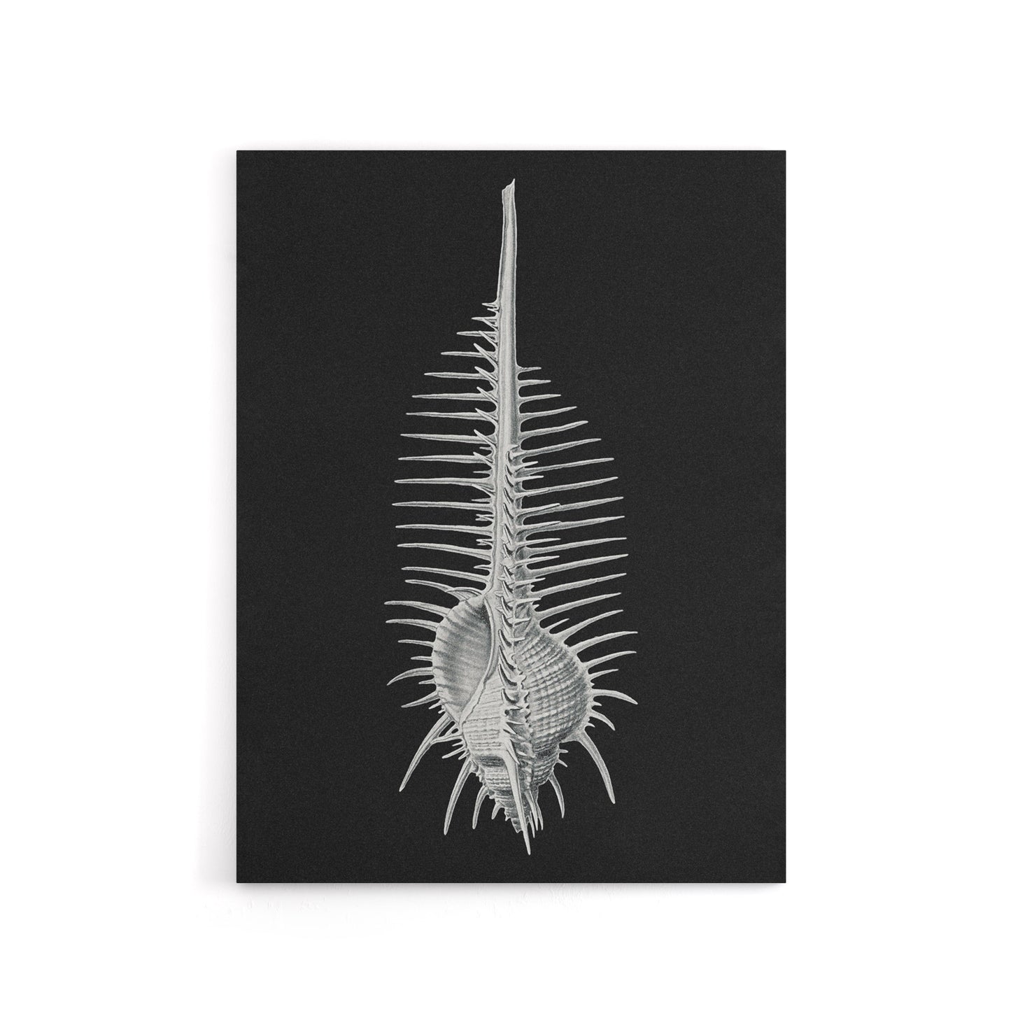 Sea Shell Sketch on Black Haeckel Botanical Canvas Wall Art