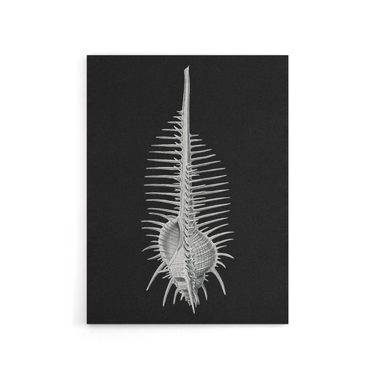 Sea Shell Sketch on Black Haeckel Botanical Canvas Wall Art