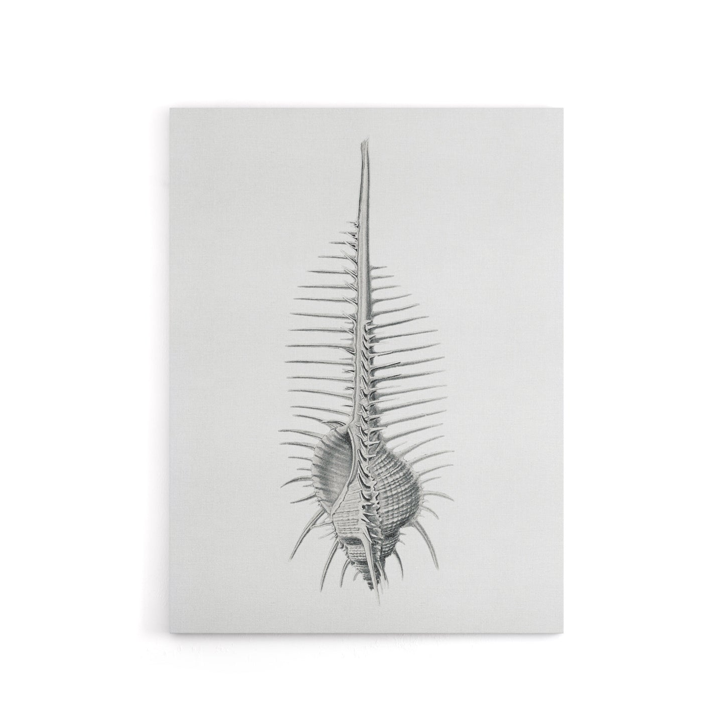 Murex Shell Seashell Drawing Haeckel Botanical Canvas Wall Art