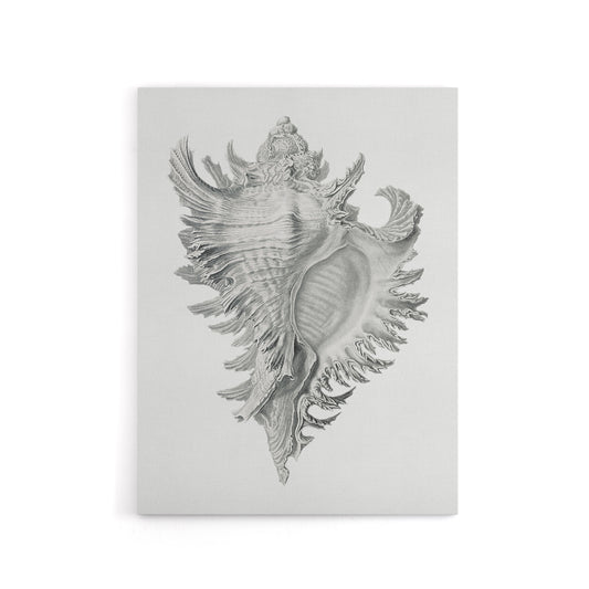 Whelk Sea Snail Shell Drawing Haeckel Botanical Canvas Wall Art