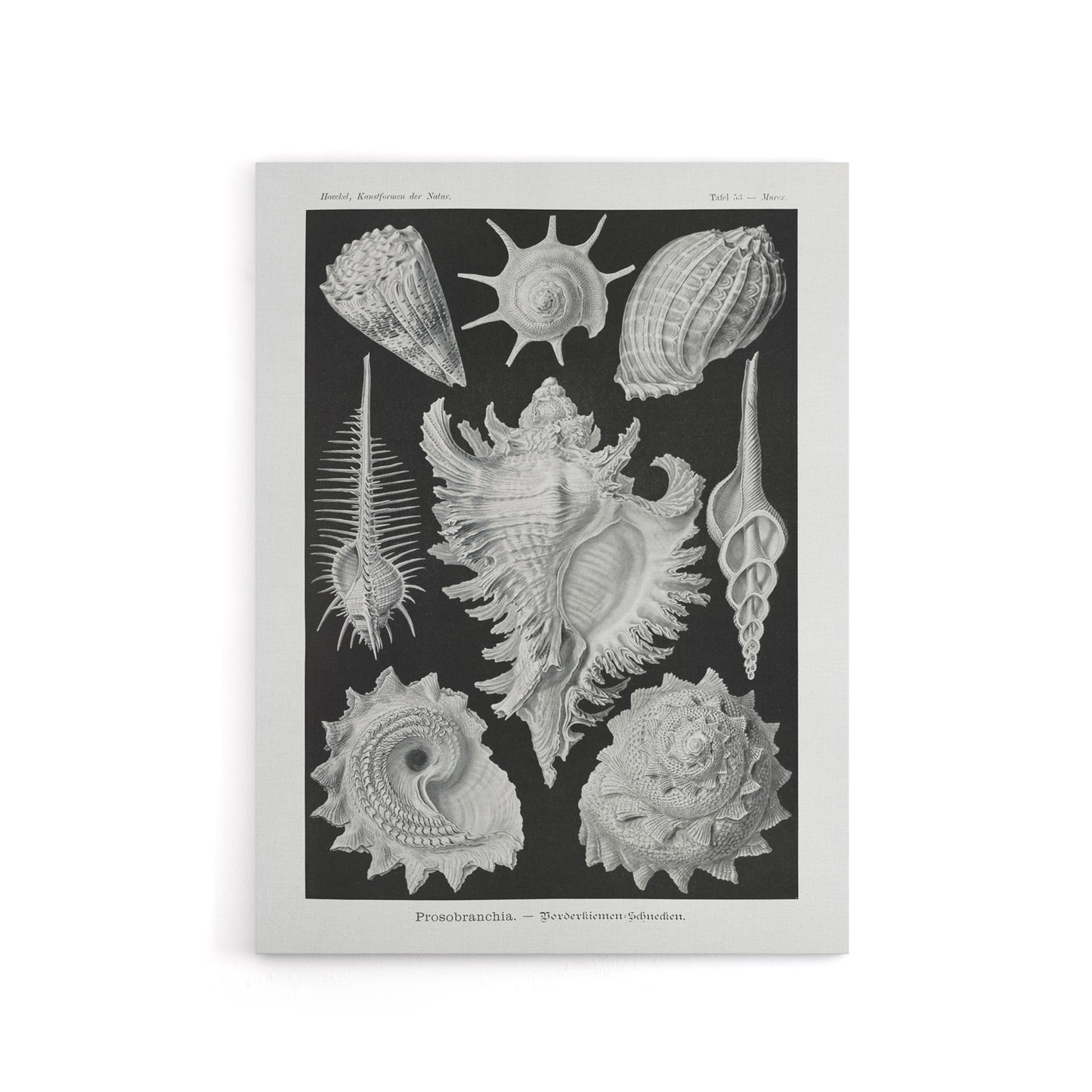 Sea Snail Shells Vintage Haeckel Botanical Canvas Wall Art