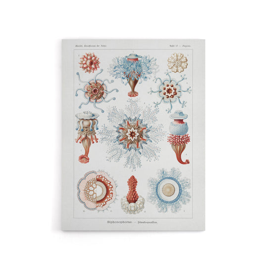 Siphonophorae Marine Life Haeckel Botanical Canvas Wall Art