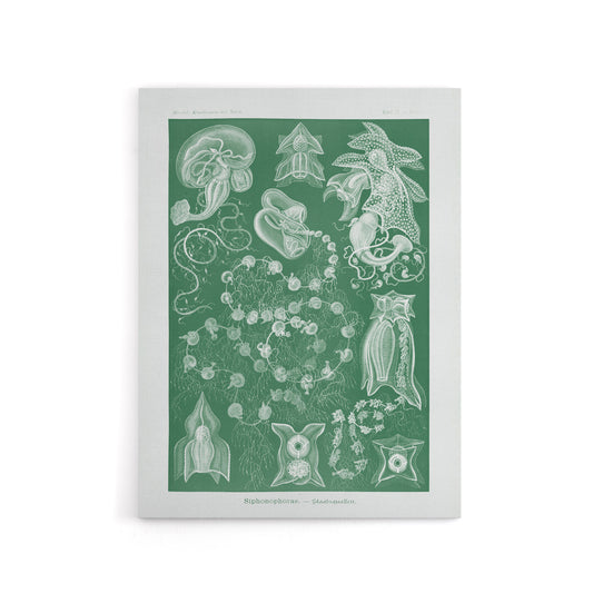 Siphonophorae Vintage Marine Haeckel Botanical Canvas Wall Art