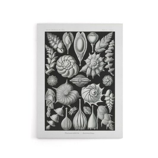 Thalamophora Forams Shells Haeckel Botanical Canvas Wall Art