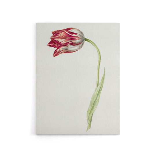 Pink Tulip Flower Drawing Jean Bernard Vintage Canvas Wall Art