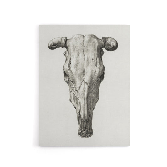 Skull of a Cow Pencil Drawing Bernard Vintage Canvas Wall Art