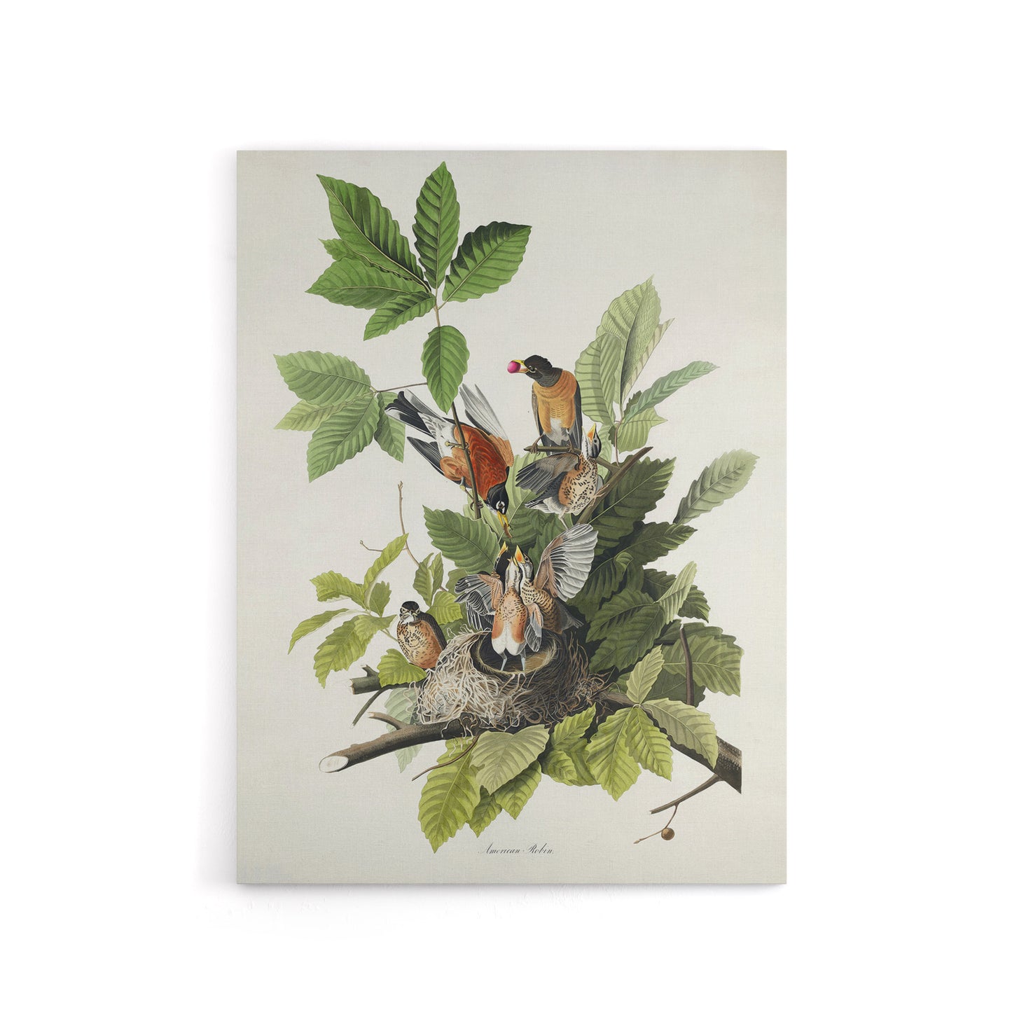American Robin Birds Nest Audubon Nature Canvas Wall Art