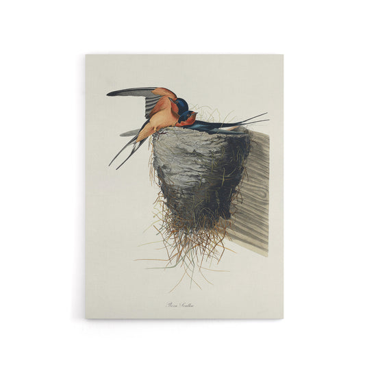 Birds of America Barn Swallow Audubon Nature Canvas Wall Art