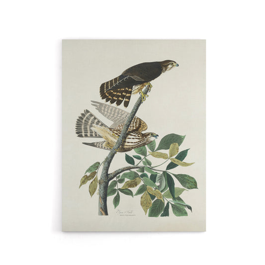 Birds of America Pigeon Hawk Audubon Nature Canvas Wall Art
