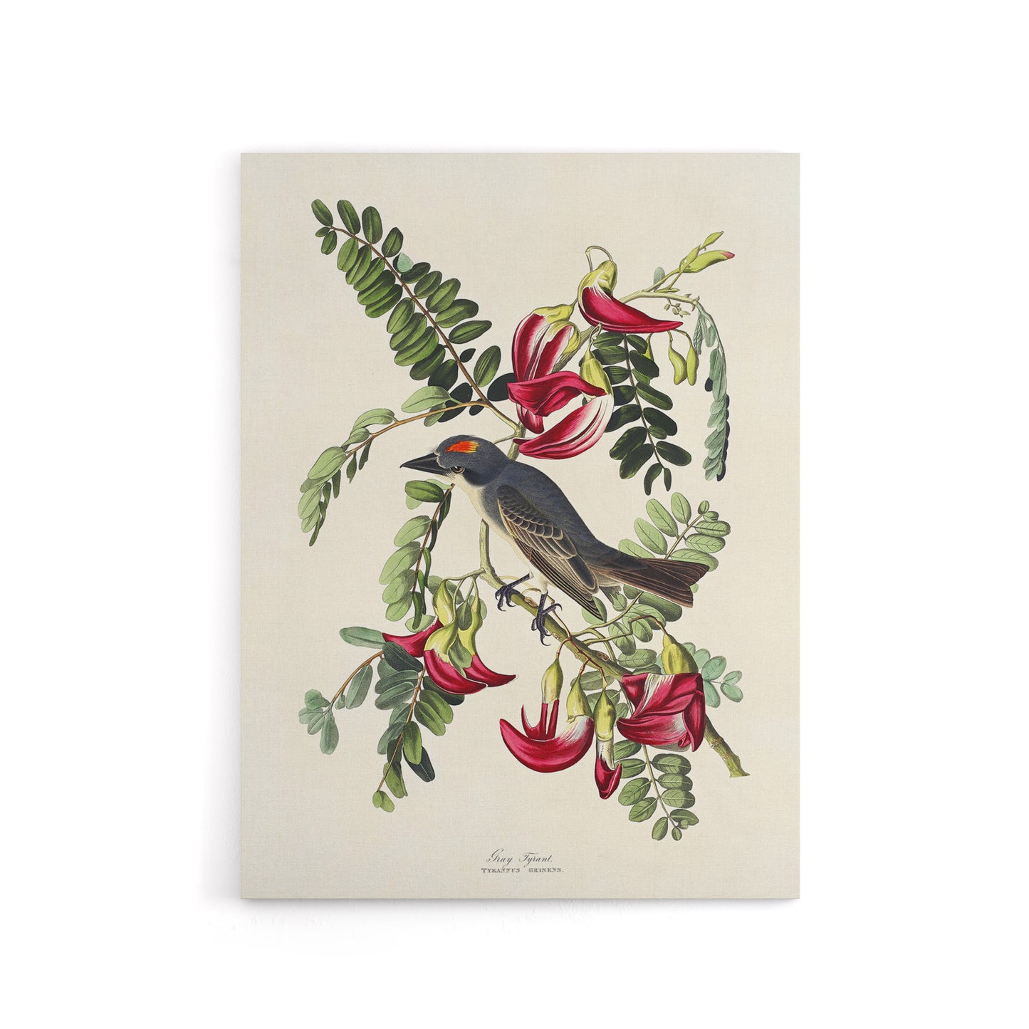 Birds of America Piping Flycatcher Audubon Canvas Wall Art