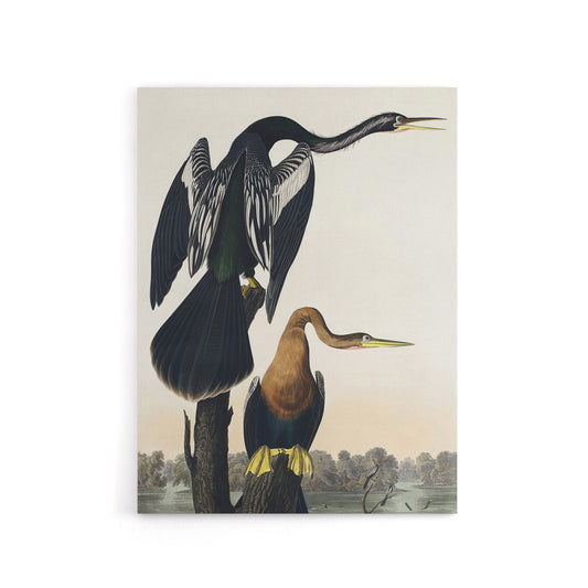 Black Bellied Darter Bird Audubon Nature Canvas Wall Art