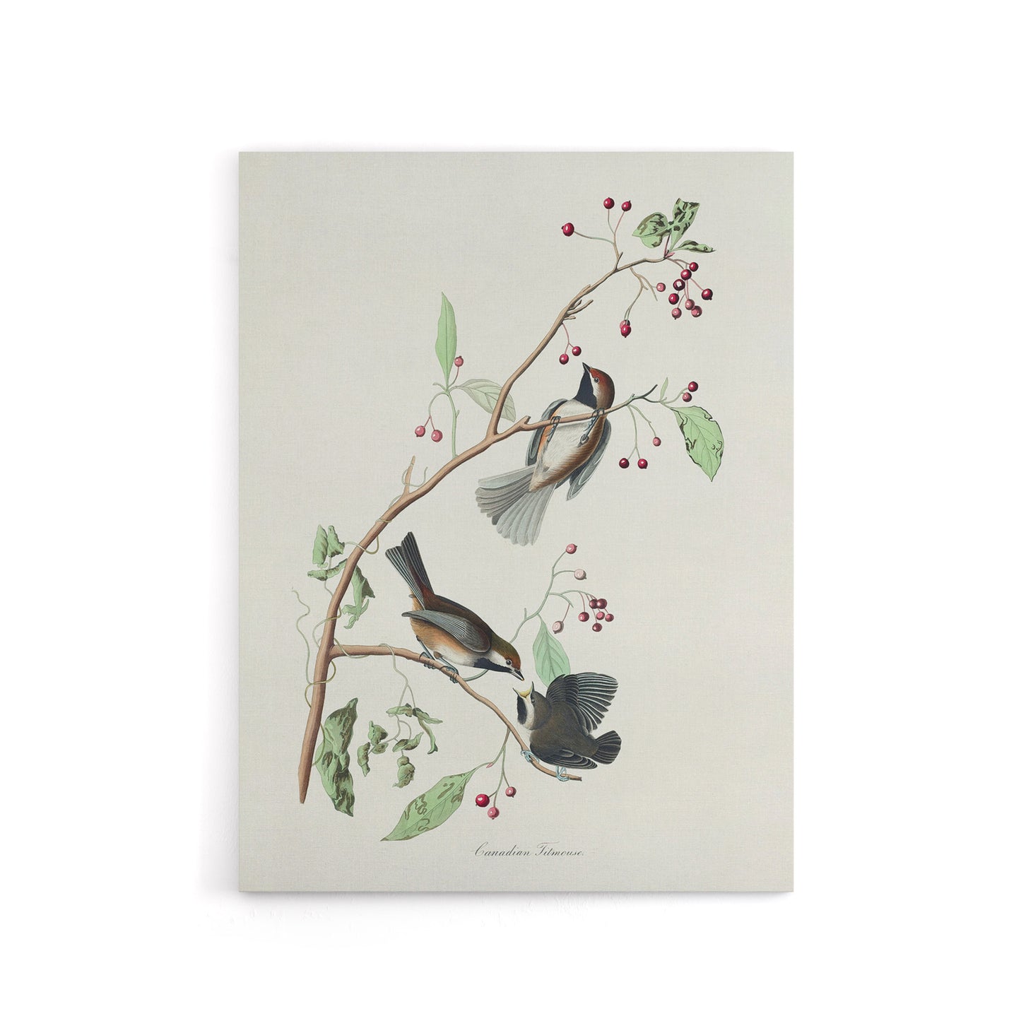Canadian Titmouse Bird Audubon Nature Canvas Wall Art