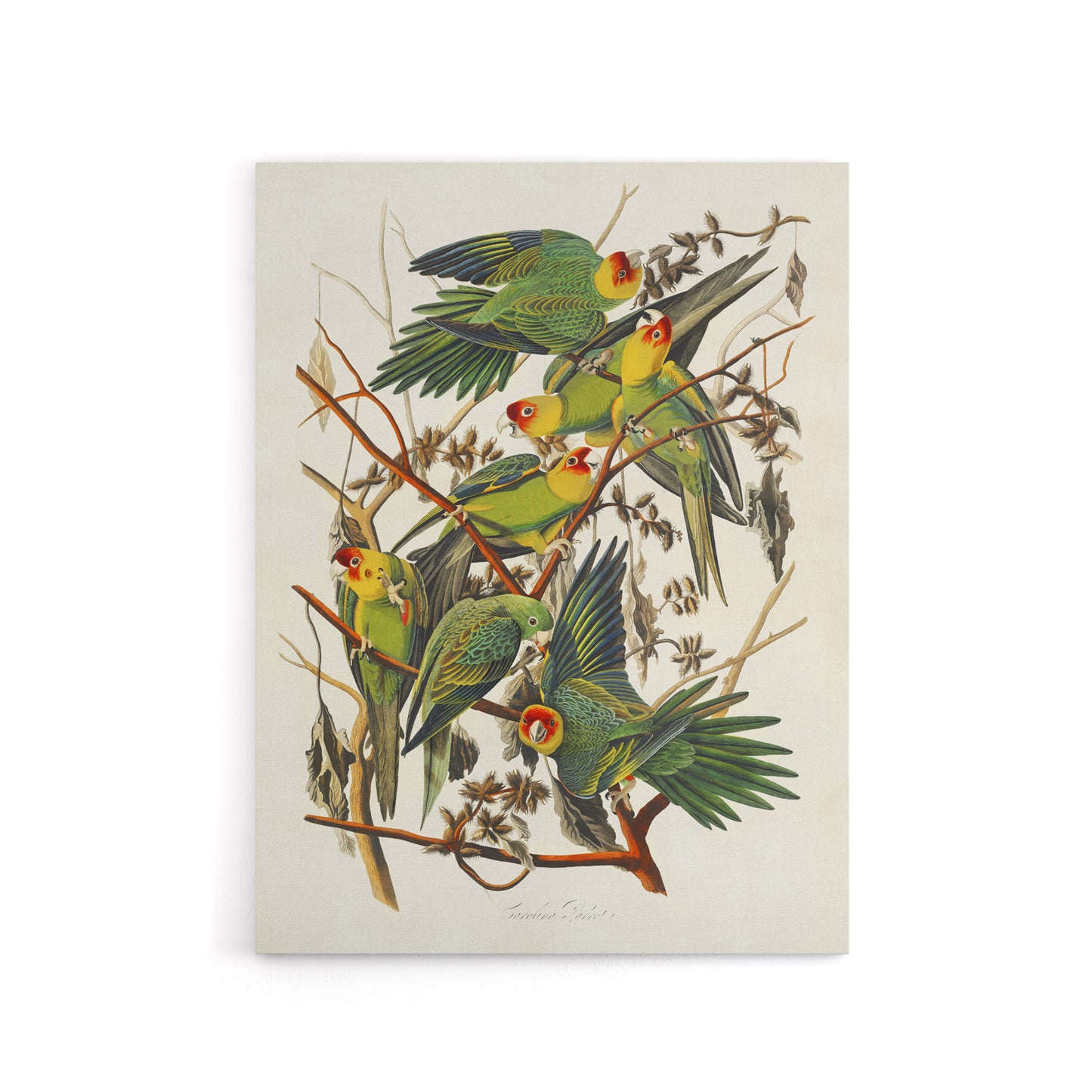 Carolina Parakeet Parrot Audubon Nature Canvas Wall Art