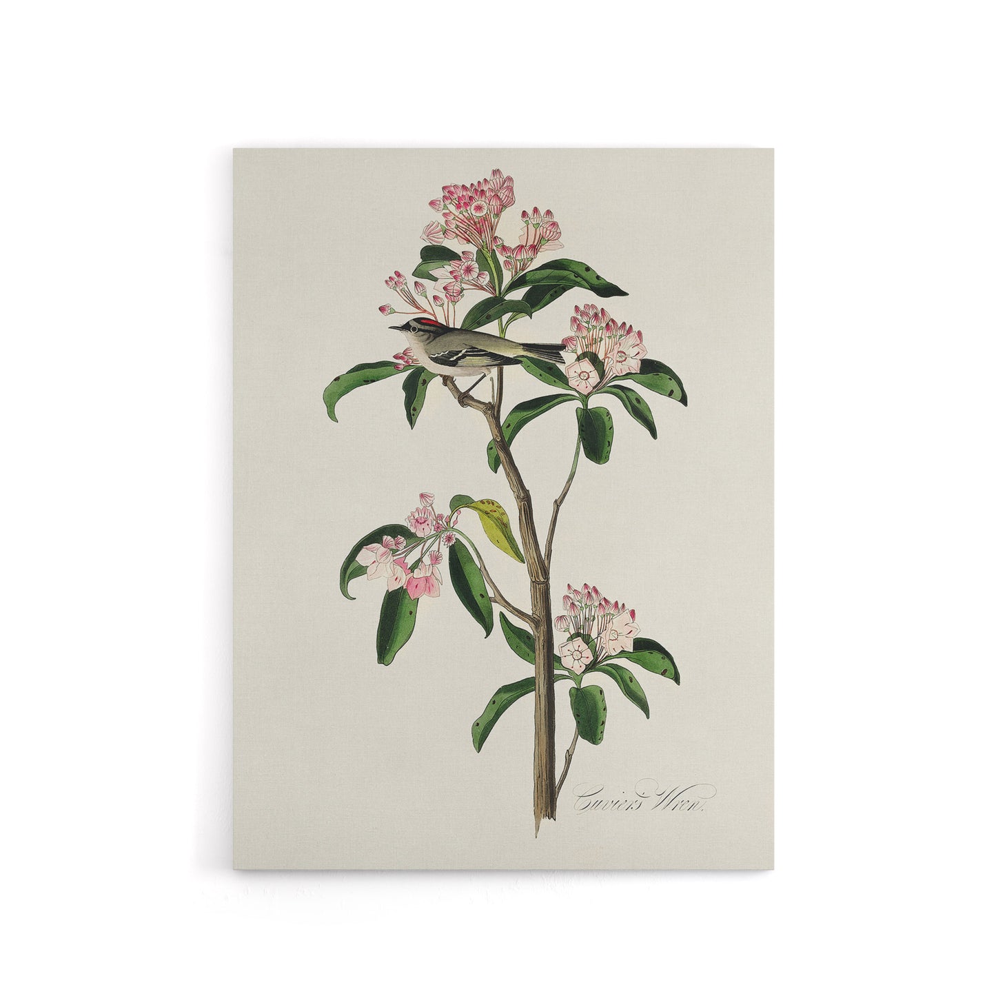 Cuviers Kinglet Bird and Mountain Laurel Audubon Canvas Wall Art
