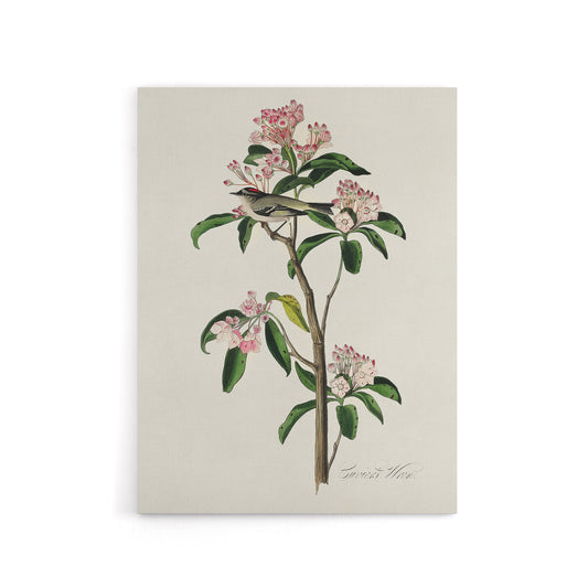 Cuviers Kinglet Bird and Mountain Laurel Audubon Canvas Wall Art