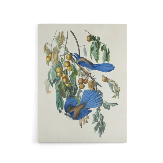 Florida Jay and Persimmon Tree Audubon Nature Canvas Wall Art