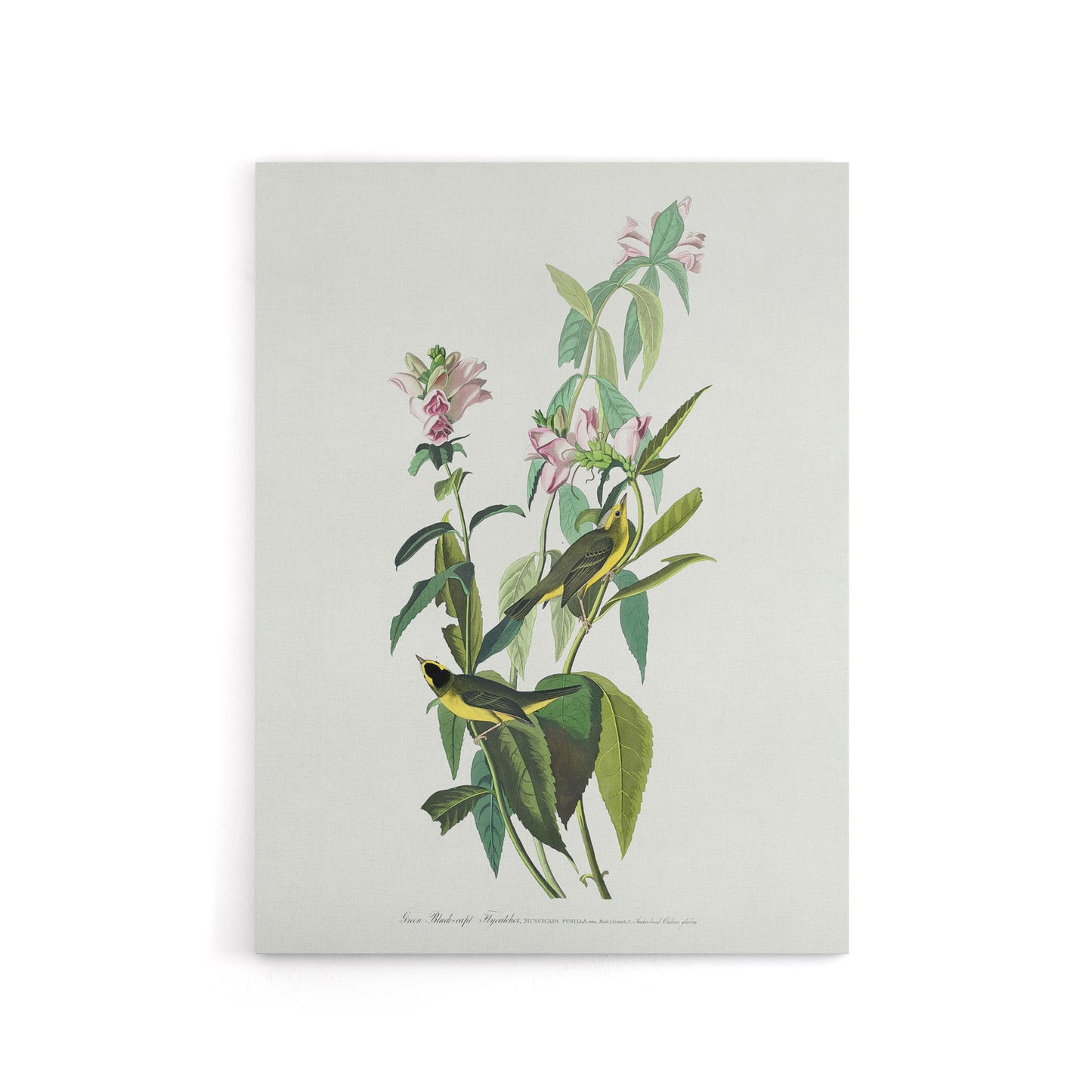 Green Black Capped Flycatcher Audubon Nature Canvas Wall Art
