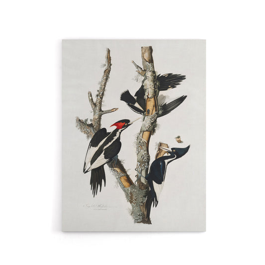 Ivory Billed Woodpecker Audubon Nature Canvas Wall Art