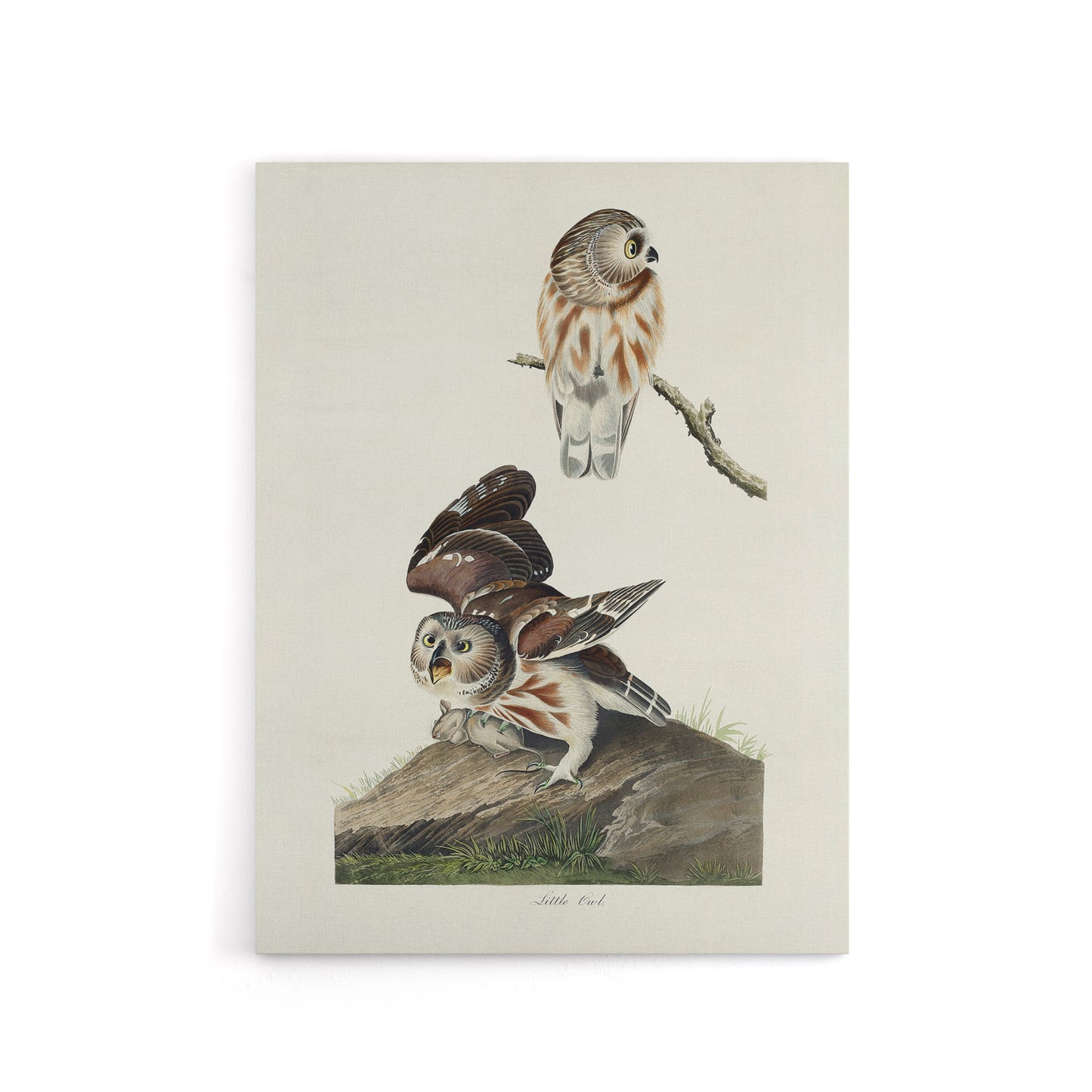 Birds Of America Little Owls Audubon Nature Canvas Wall Art