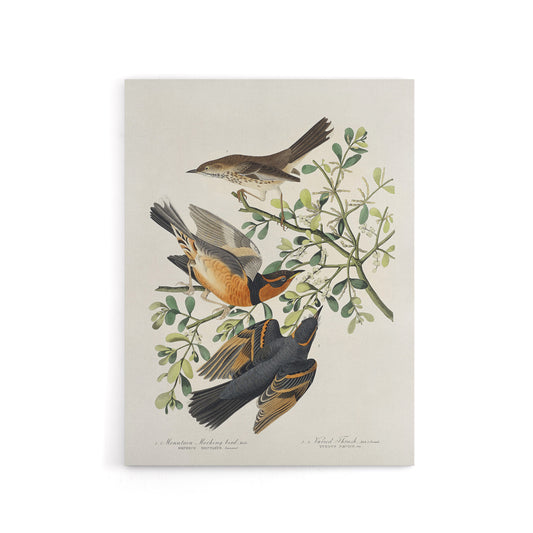 Mountain Mocking Bird and Thrush Audubon Nature Canvas Wall Art