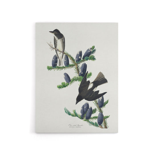 Olive Sided Flycatcher Bird on Fir Tree Audubon Canvas Wall Art