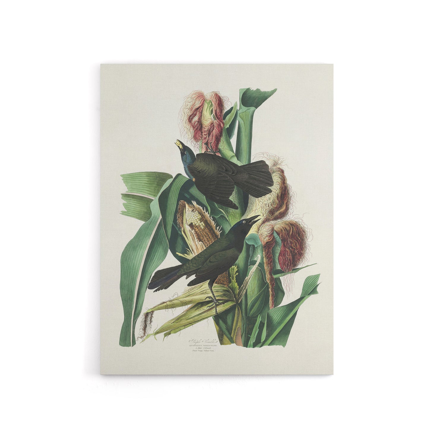 Purple Grackle Crow Blackbird Audubon Nature Canvas Wall Art