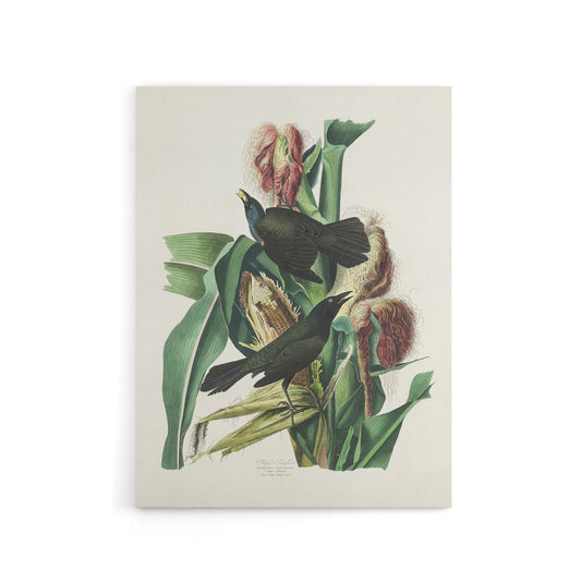 Purple Grackle Crow Blackbird Audubon Nature Canvas Wall Art