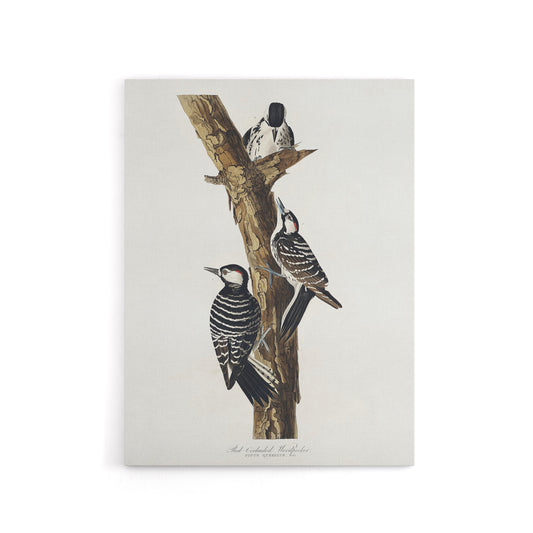 Red Cockaded Woodpecker Audubon Nature Canvas Wall Art