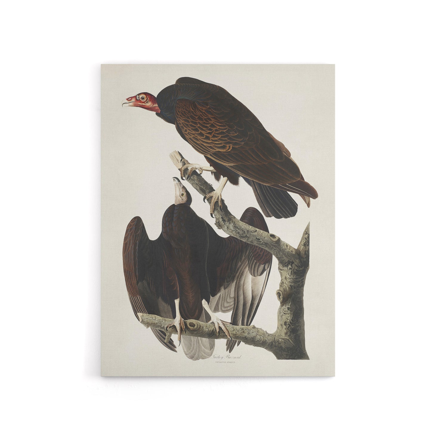 Turkey Buzzard Vulture Audubon Nature Canvas Wall Art