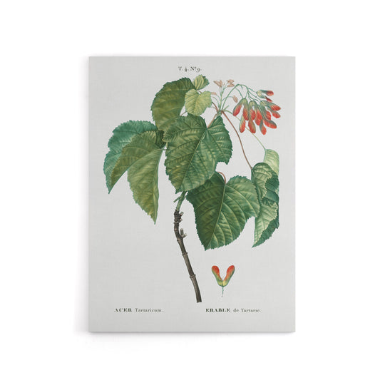 Acer Tataricum Botanical Redoute Vintage Canvas Wall Art