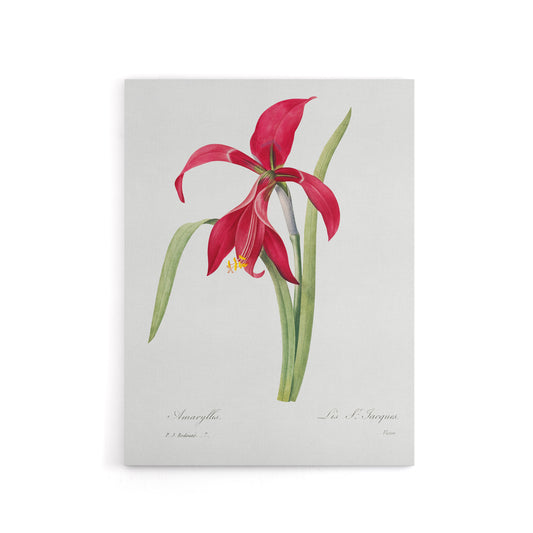 Amaryllis Flower Floral Redoute Vintage Canvas Wall Art